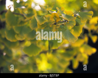 Blätter der Ginko Baum (Ginko Biloba) oder tausend Baum, Wechsel um zu fallen Farbe, Crawford County, Pennsylvania, USA Stockfoto