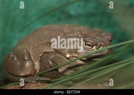 Colorado River Kröte oder Sonoran Wüste Kröte (Bufo Alvarius) Südwesten der USA und Nordwesten Mexiko giftige Psycoactive Kröte Stockfoto