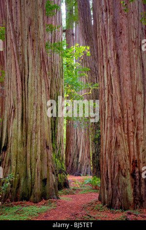 Redwoods mit Pfad und grosses Blatt Ahornbaum im Herbst Farbe. Jedediah Smith Redwoods State Park, Kalifornien Stockfoto