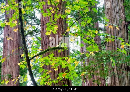 Redwoods und grosses Blatt Ahornbaum im Herbst Farbe. Jedediah Smith Redwoods State Park, Kalifornien Stockfoto