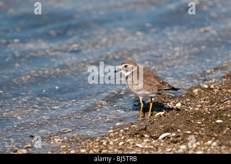 Semi-Palmated Regenpfeifer Charadrius Semipalmatus Ding Darling Nature Reserve, Florida, USA Stockfoto