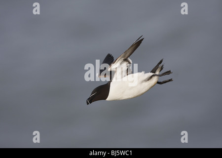 Erwachsene Sommer TORDALK Alca Torda im Flug. Bempton Klippen RSPB Reserve, Yorkshire.  Mai 2008. Stockfoto