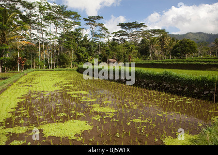 Indonesien, Bali, Sibetan, bewässert terrassierten Reisfelder in Ausläufern des Gunung Agung Stockfoto