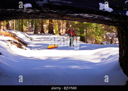 Backcountry Skifahrer an der Tunnel Log, Giant Forest, Sequoia Nationalpark, Kalifornien Stockfoto