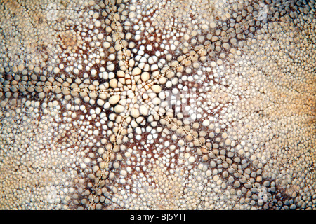 Unterseite der Nadelkissen Sea Star oder Seestern, Culcita Novaeguineae. Stockfoto