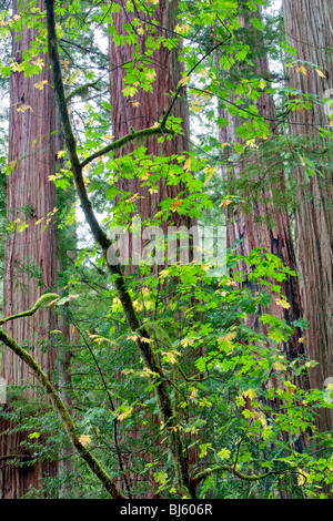 Redwoods und grosses Blatt Ahornbaum im Herbst Farbe. Jedediah Smith Redwoods State Park, Kalifornien Stockfoto