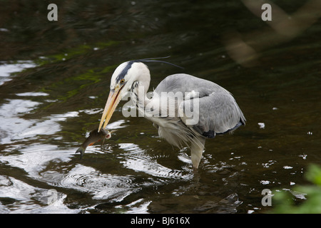 Graureiher ein Döbel im Fluss zu fangen Stockfoto