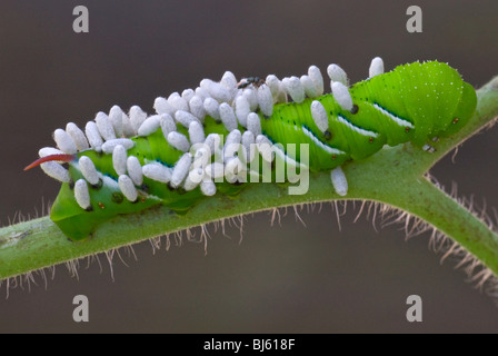 Tomate Hornworm, Manduca, Braconiden Wasp Larve Stockfoto