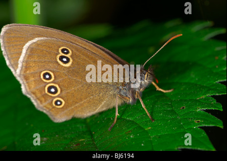 Ein Schmetterling ist eine von mehreren Gruppen von hauptsächlich Tag fliegende Insekten der Ordnung Lepidoptera, Schmetterlinge und Motten. Stockfoto