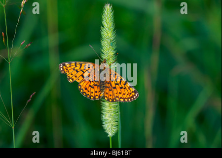 Ein Schmetterling ist eine von mehreren Gruppen von hauptsächlich Tag fliegende Insekten der Ordnung Lepidoptera, Schmetterlinge und Motten. Stockfoto