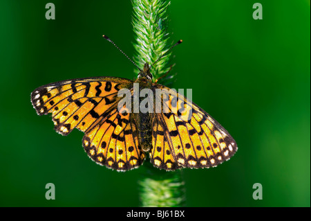 Ein Schmetterling ist eine von mehreren Gruppen von hauptsächlich Tag fliegende Insekten der Ordnung Lepidoptera, Schmetterlinge und Motten. Stockfoto