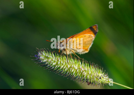 Ein Schmetterling ist eine von mehreren Gruppen von hauptsächlich Tag fliegende Insekten der Ordnung Lepidoptera, Schmetterlinge und Motten. Stockfoto