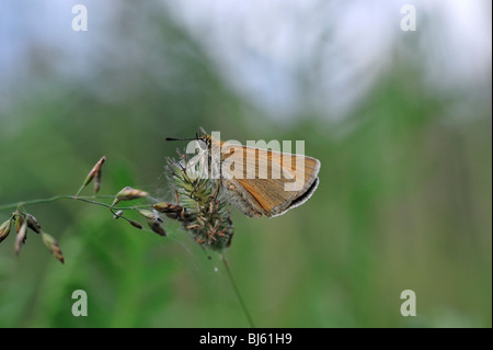 Ein Schmetterling ist eine von mehreren Gruppen von hauptsächlich Tag fliegende Insekten der Ordnung Lepidoptera, Schmetterlinge und Motten. Stockfoto