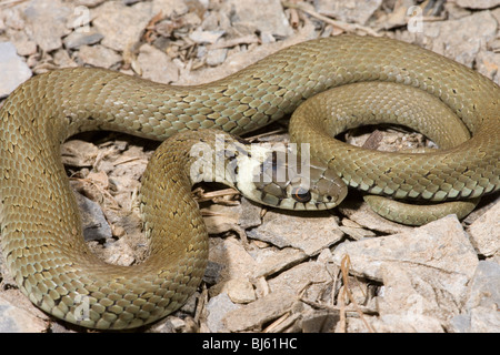 Spanisch Ringelnatter (Natrix natrix astreptophora). Unreif, wachsende junge Einzelnen. Kantabrien, Spanien. Stockfoto