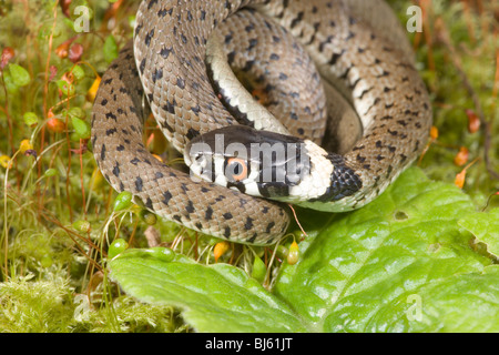 Spanische Ringelnatter (Natrix Natrix Astreptophora). Ersten Jahr Juvenile. Asteria Provinz, Spanien. Stockfoto