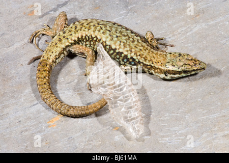 Wand Eidechse (Podarcis muralis). Erwachsene männliche. Abschnitt teilweise Schuppen Haut neben, offenbart auch Bauch Skalierung von der Unterseite Norden Spaniens. Stockfoto