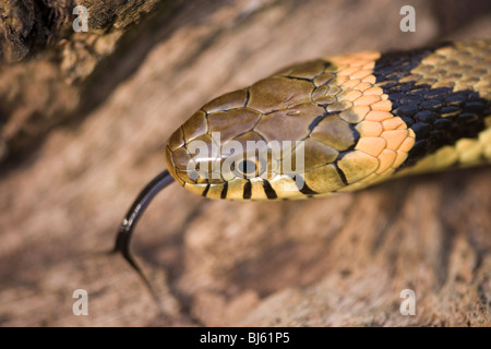 Ringelnatter (Natrix Natrix Helvetica). Kopf zeigen Identifikationsmerkmal der gelb-Orange Halsband hinter dem Kopf. Stockfoto