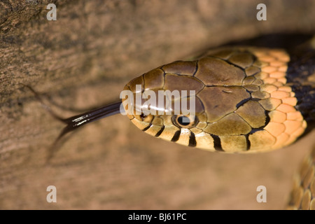 Ringelnatter (Natrix Natrix Helvetica). Kopf zeigen Identifikationsmerkmal der gelb-Orange Halsband hinter dem Kopf. Stockfoto