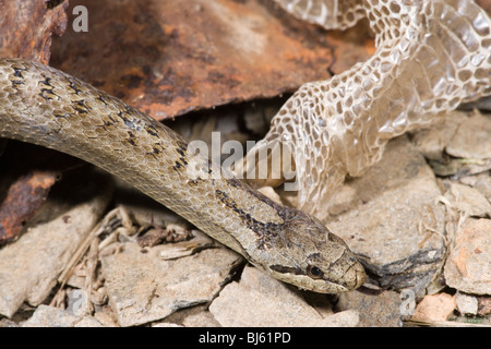 Schlingnatter (Coronella Austriaca). Mit dem vorderen Teil der Halle Haut. Stockfoto