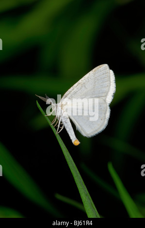 Ein Schmetterling ist eine von mehreren Gruppen von hauptsächlich Tag fliegende Insekten der Ordnung Lepidoptera, Schmetterlinge und Motten. Stockfoto