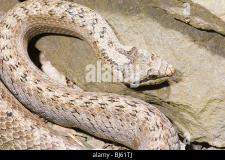 Schlingnatter (Coronella Austriaca). Stockfoto