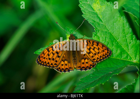 Ein Schmetterling ist eine von mehreren Gruppen von hauptsächlich Tag fliegende Insekten der Ordnung Lepidoptera, Schmetterlinge und Motten. Stockfoto