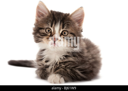 Grau gestreiftes Kätzchen spielt auf einem weißen Hintergrund Stockfoto