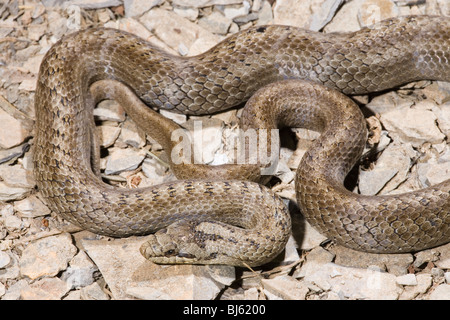 Schlingnatter (Coronella Austriaca). Gestreifte Farbe Form. Provinz von Astoria, Spanien. Stockfoto