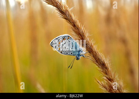Insekt Makro, Russland, Moskau Region Stockfoto