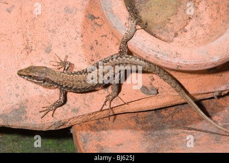 Mauereidechse (Podarcis Muralis). Männlich. Spanien. Stockfoto
