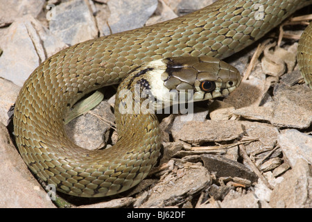 Spanisch Ringelnatter (Natrix natrix astreptophora). Unreif, wachsende junge Einzelnen. Kantabrien, Spanien. Stockfoto