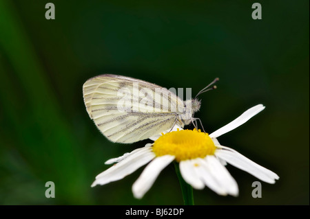 Insekt Makro, Russland, Moskau Region Stockfoto