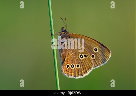 Ein Schmetterling ist eine von mehreren Gruppen von hauptsächlich Tag fliegende Insekten der Ordnung Lepidoptera, Schmetterlinge und Motten. Stockfoto