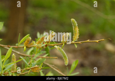 Lila Willow, Salix purpurea Stockfoto