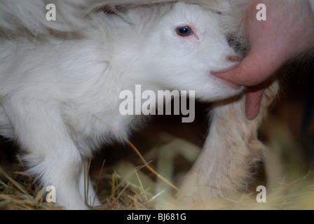 Ziege Spanferkel Stockfoto