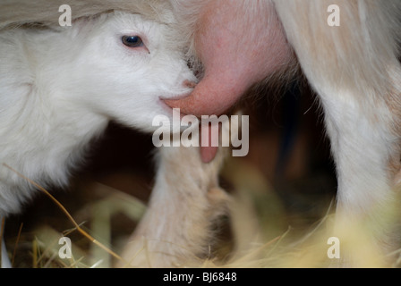 Ziege Spanferkel Stockfoto