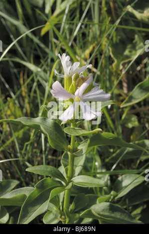 Seifenkraut Saponaria officinalis Stockfoto