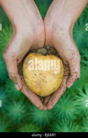 Hände halten eine herzförmige Kartoffel auf einem grünen Hintergrund. Schöne Gesundheitskonzept erschossen! Stockfoto