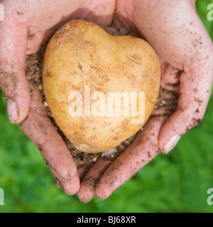 Hände halten eine herzförmige Kartoffel auf einem grünen Hintergrund. Schöne Gesundheitskonzept erschossen! Stockfoto