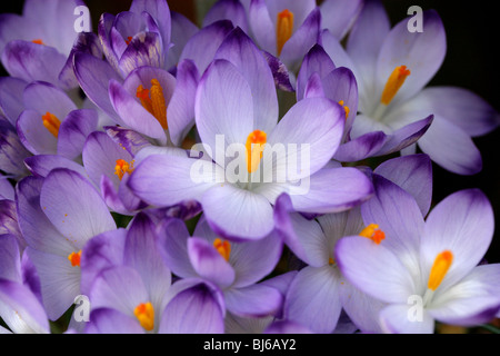 Frühen Crocus, ornamentale Crocus, Schnee Crocus, Tommasinis Krokus oder Tommies, Crocus Tommasinianus, Iridaceae, UK, Europa, USA Stockfoto