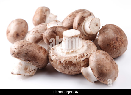 Königliche Champignon Pilzen auf weißem Hintergrund Stockfoto