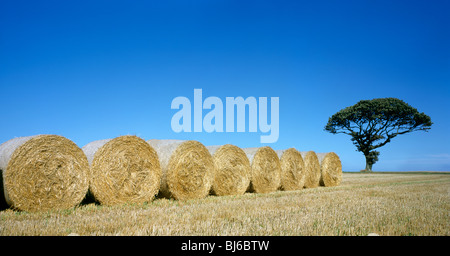 Reihe von Stroh Heuballen im Feld, Norfolk, england Stockfoto