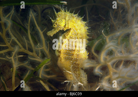 Dornige Seepferdchen, Hippocampus Guttulatus Studland bay,dorset.june 2008. Stockfoto