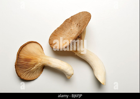 König Trompete Pilz, Französisch Horn Pilz oder König Austernpilz, auf weißem Hintergrund. Stockfoto