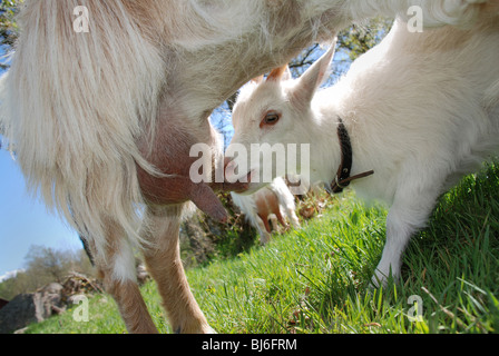 Ziege Spanferkel Stockfoto