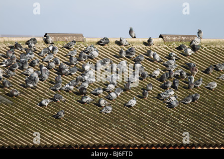 Verwilderte Tauben auf Dach Stockfoto