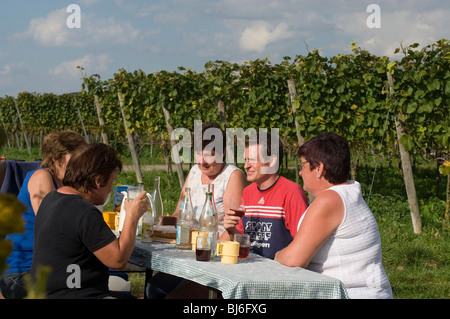 Weinberg in Achkarren, Deutschland: Bruch in der Weinlese Stockfoto