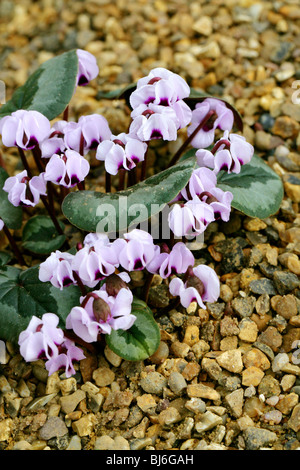 Hardy Alpenveilchen, Cyclamen Coum Subspecies Coum, Myrsinaceae (Primulaceae), Bulgarien, Israel, Ost-Europa, Westasien Stockfoto