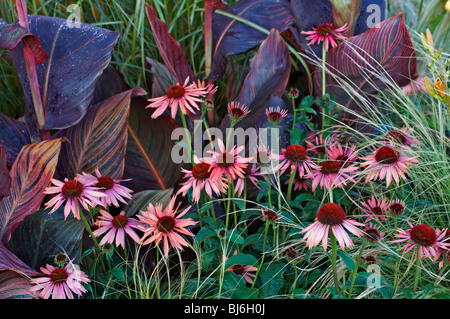 Blumen mit Echinacea Purpurea und canna Stockfoto