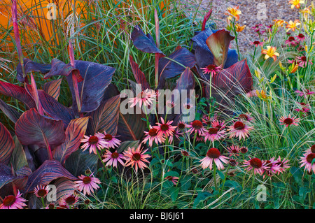 Blumen mit Echinacea Purpurea und canna Stockfoto